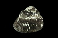 藏品(頭巾黑鐘螺)的圖片